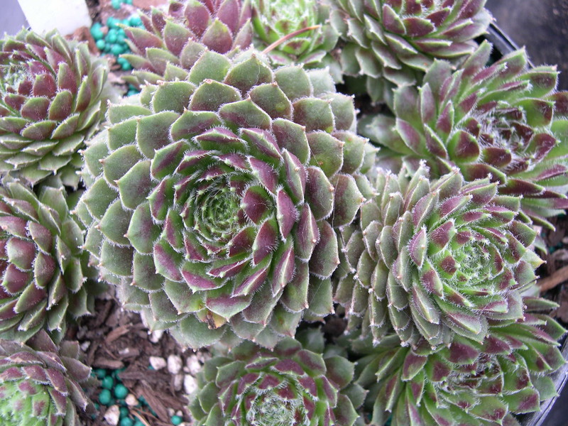 Sempervivum arachnoideum 'Lagerii'