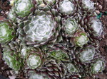 Sempervivum arachnoideum rubrum