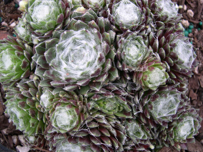 Sempervivum arachnoideum rubrum