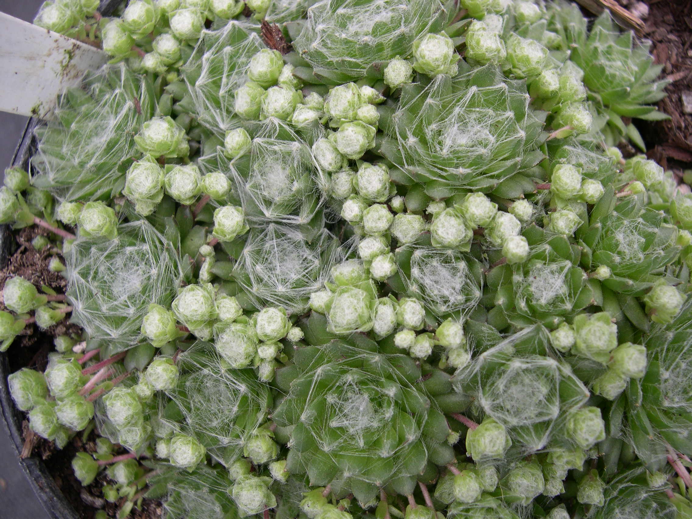 Sempervivum arachnoideum tomentosum