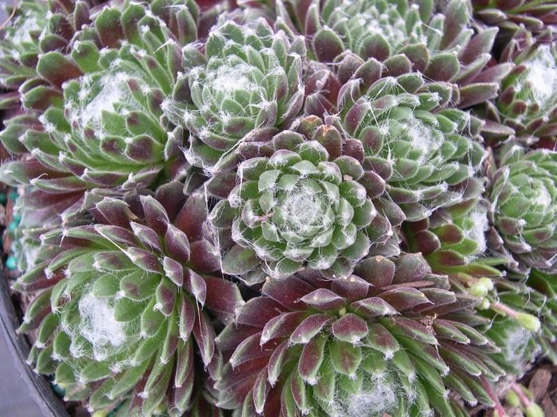 Sempervivum arachnoideum 'Viridescens'