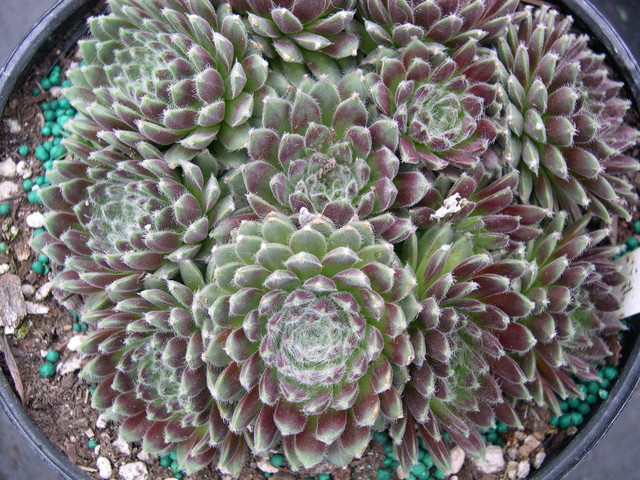 Sempervivum 'Ashes of Roses'