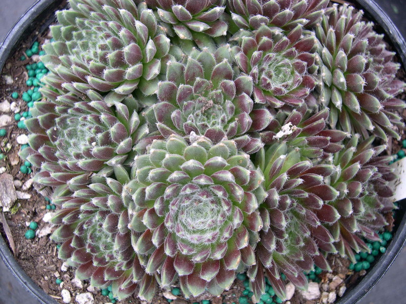 Sempervivum 'Ashes of Roses'