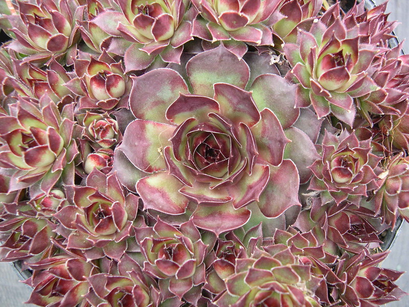 Sempervivum 'Bedazzled'