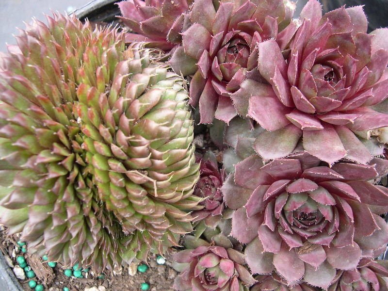 Sempervivum 'Bedevere'