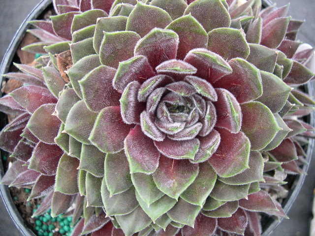 Sempervivum 'Belladonna'