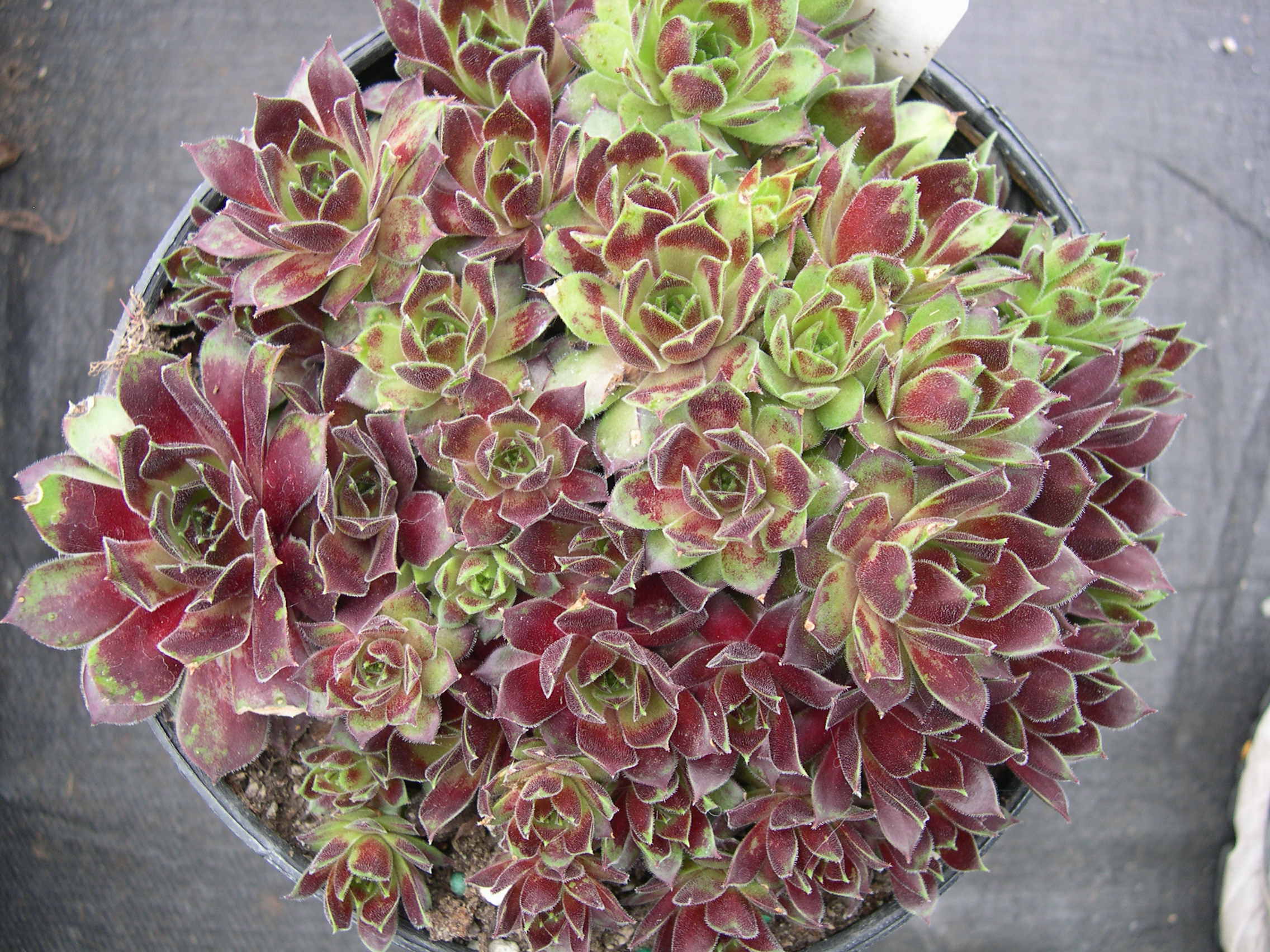 Sempervivum 'Black Mountain'