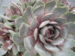 Sempervivum 'Blue Boy'