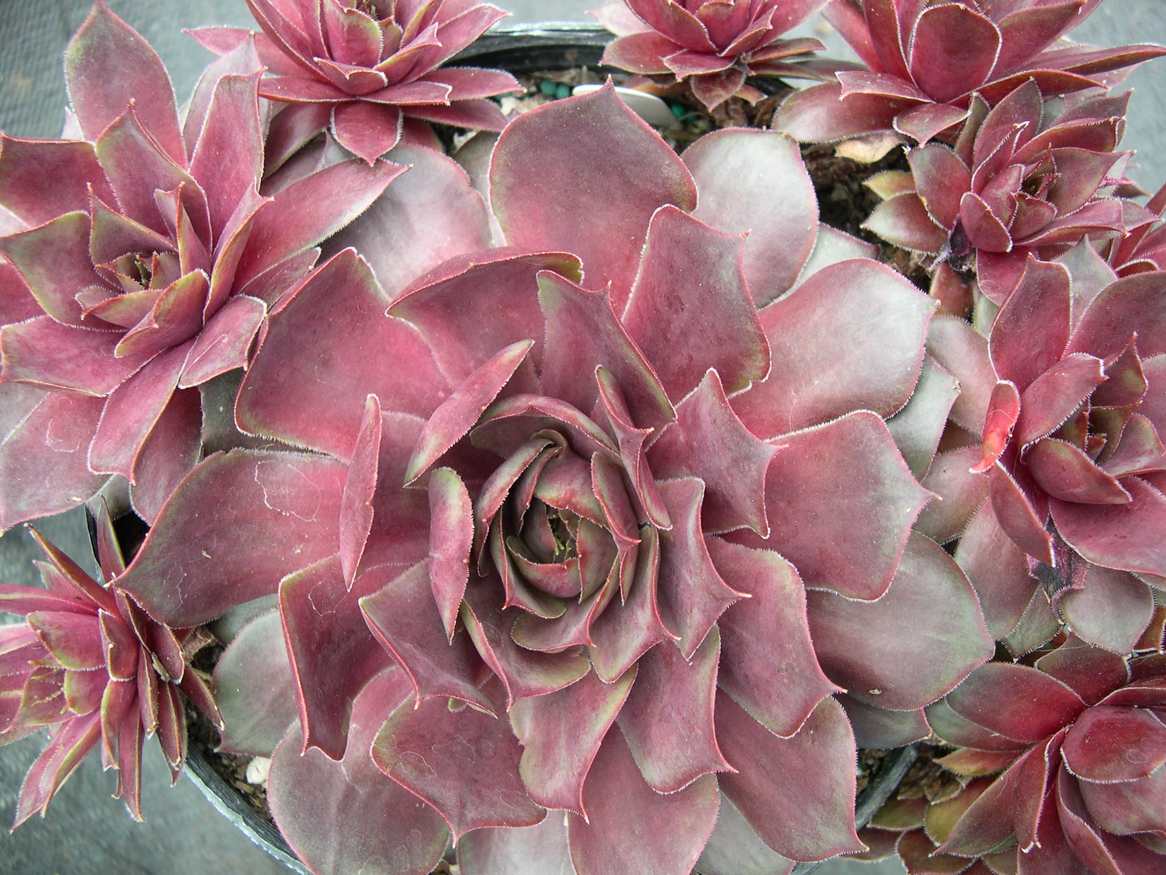 Sempervivum 'Booths Red'