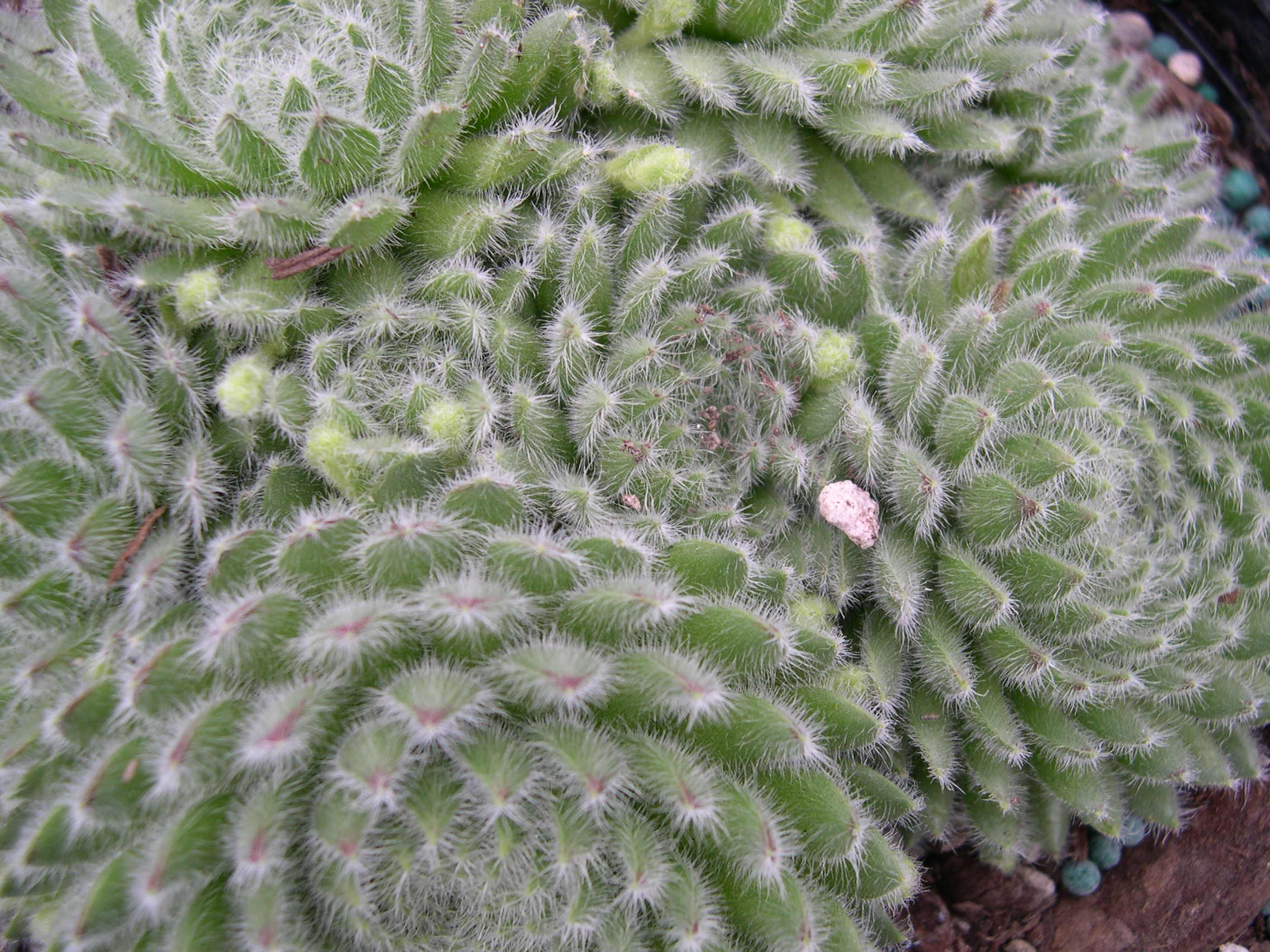 Sempervivum 'Borisii' (1)