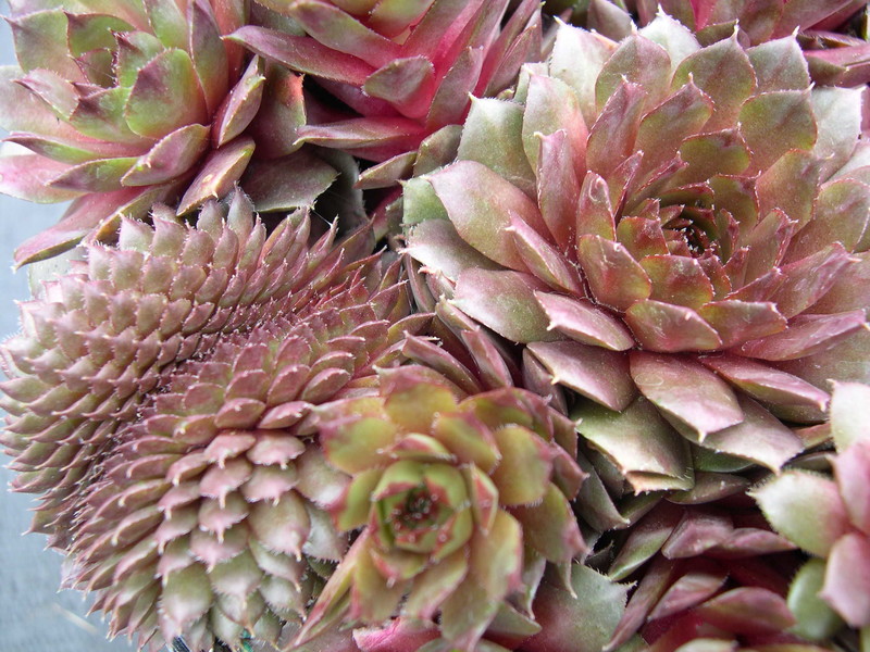 Sempervivum 'Boromir'