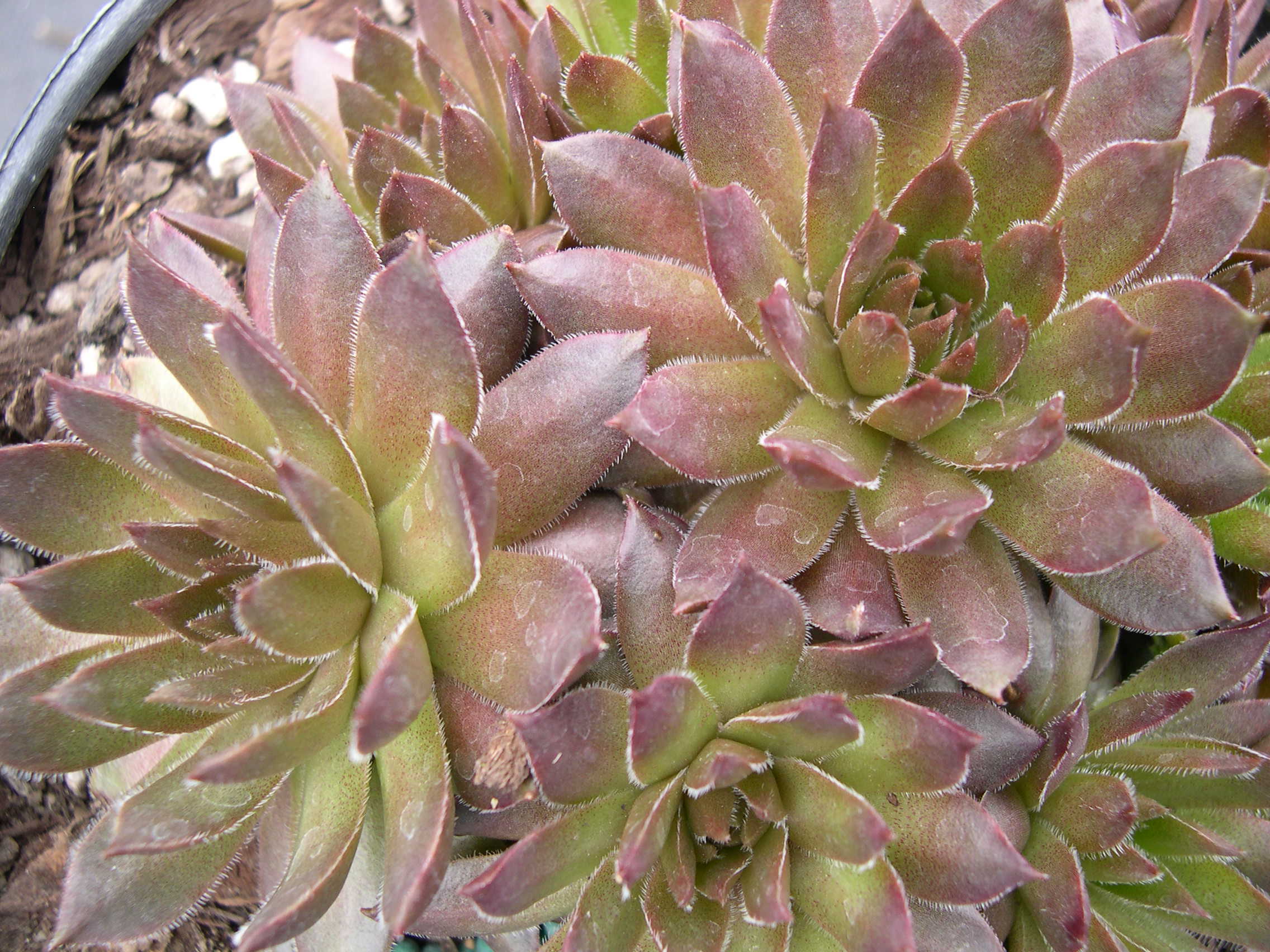 Sempervivum 'Bronze Pastel'