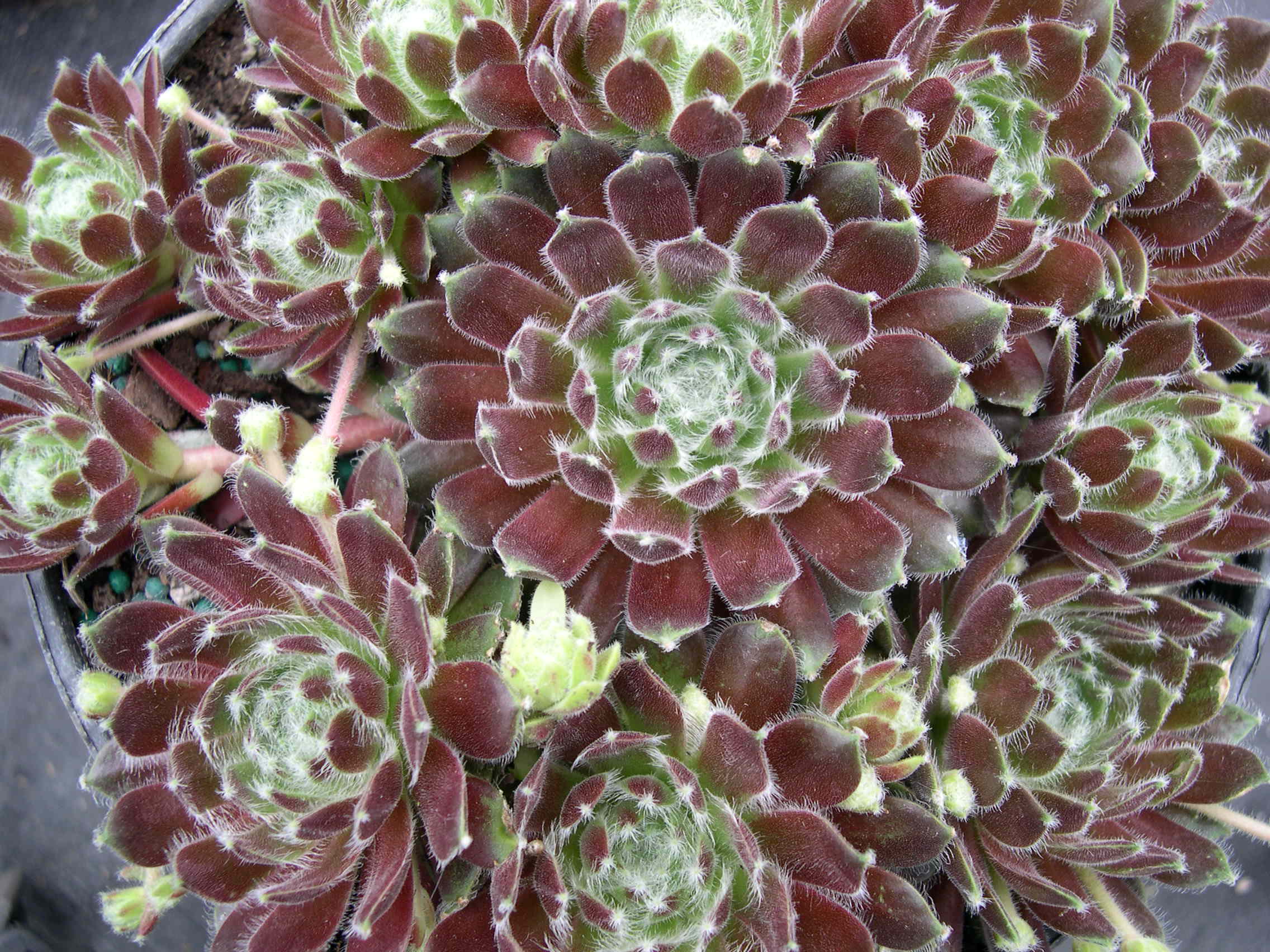 Sempervivum 'Butterfly'