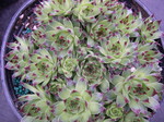 Sempervivum calcareum greenii