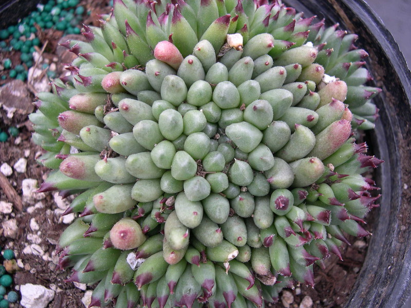 Sempervivum calcareum 'Monstrosum'