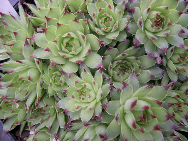 Sempervivum calcareum (from Mont Ventoux)