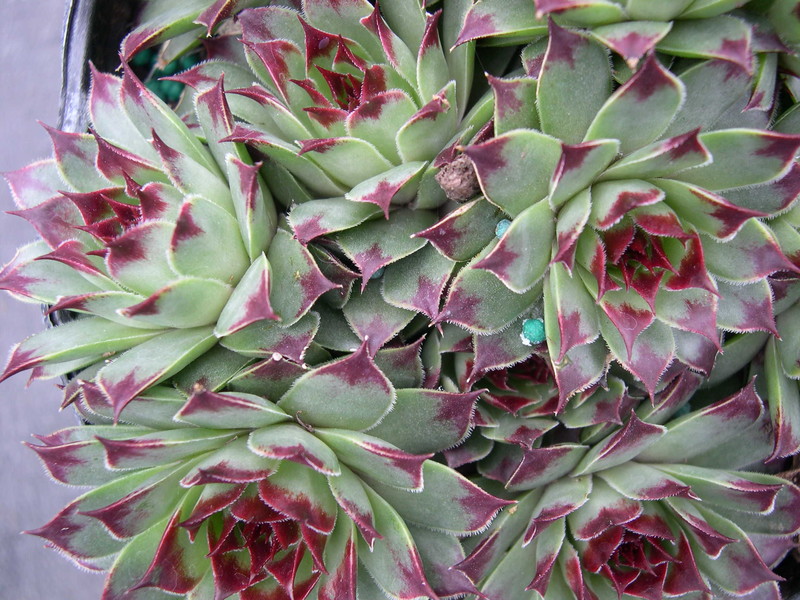 Sempervivum calcareum nigricans