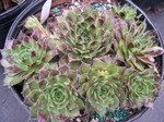 Sempervivum 'Carnival'