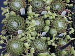 Sempervivum 'Cebenese' (2)