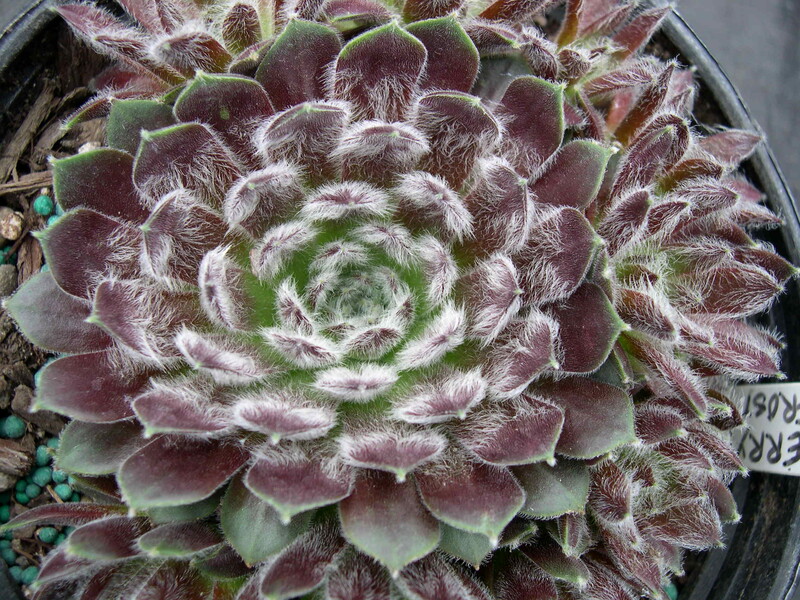 Sempervivum 'Cherry Frost'