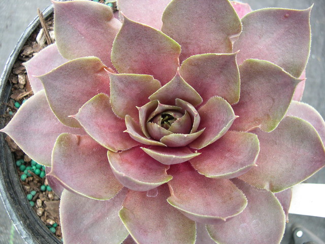 Sempervivum 'Compte De Congae'