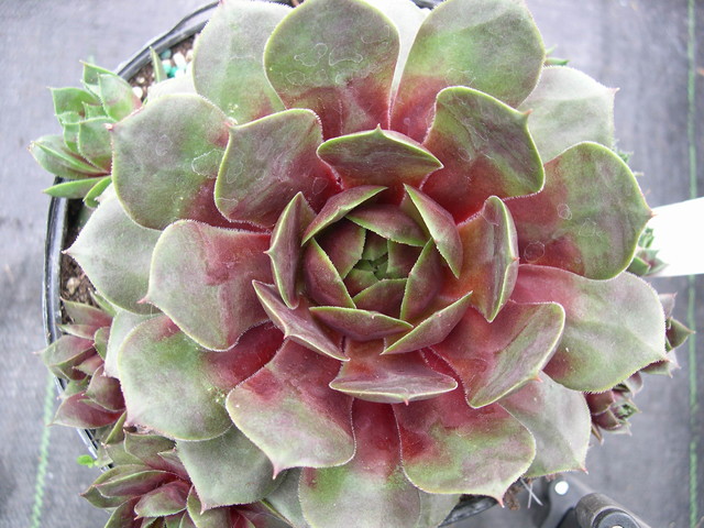 Sempervivum 'Danji'