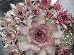 Sempervivum 'Dark Cloud'