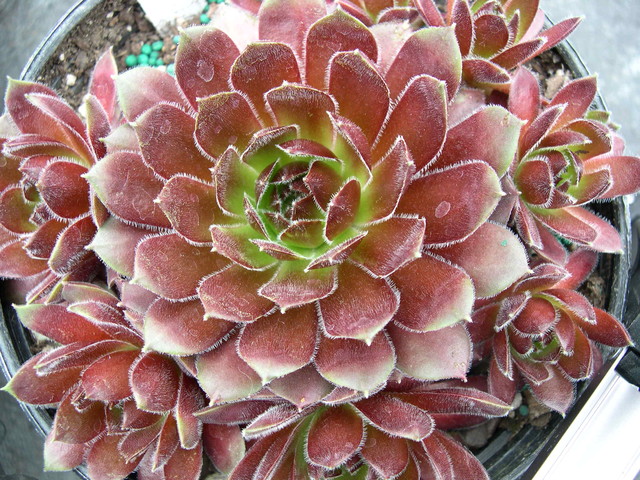 Sempervivum 'Director Jacobs'