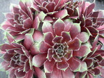 Sempervivum 'Donna Rose'