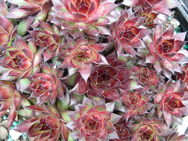 Sempervivum 'Dynamo'