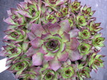 Sempervivum 'Edge of Knight'