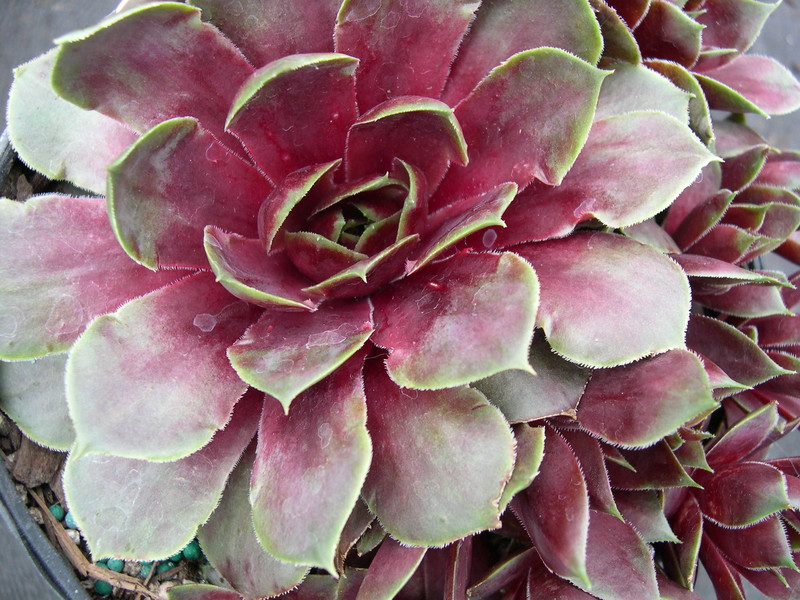 Sempervivum 'El Toro'