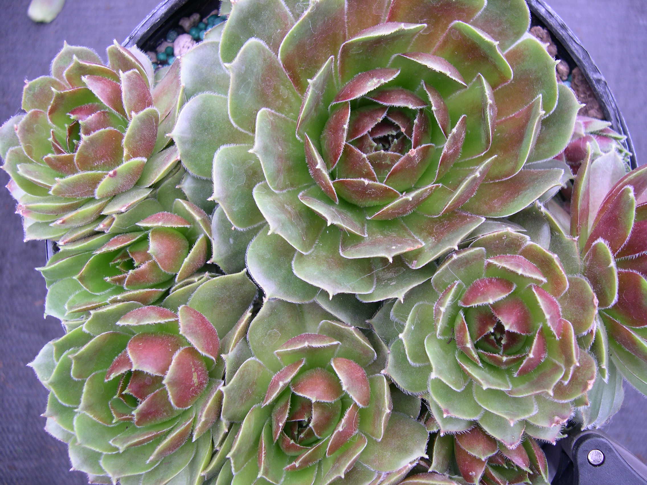 Sempervivum 'Elene'