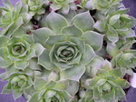 Sempervivum 'Emerald Giant'