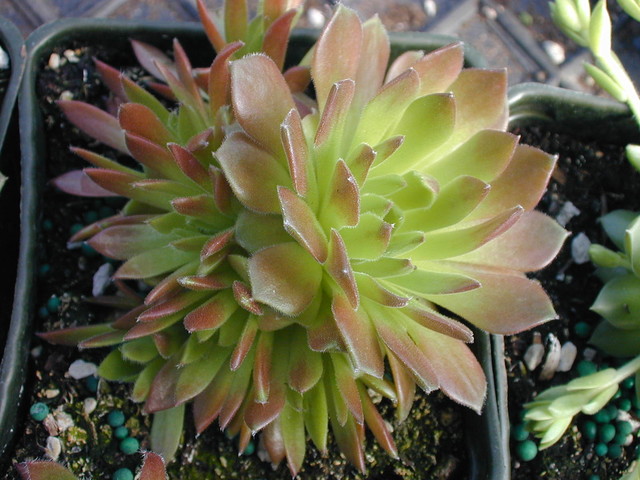 Sempervivum 'Excalibur' ???(1)