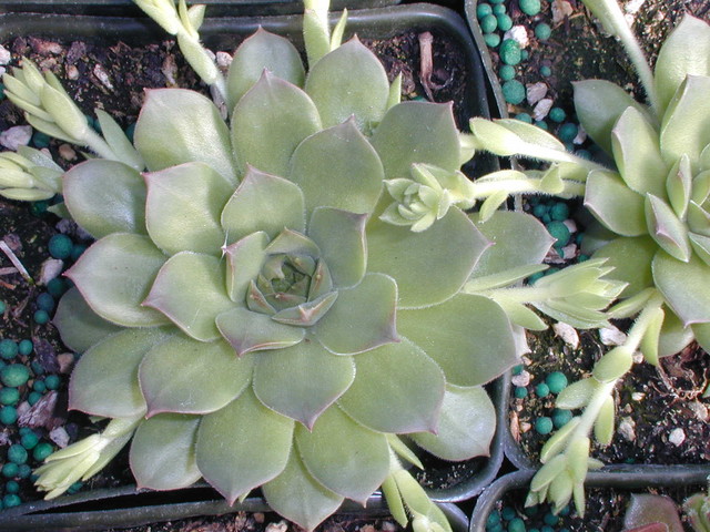 Sempervivum 'Excalibur' ???(2)