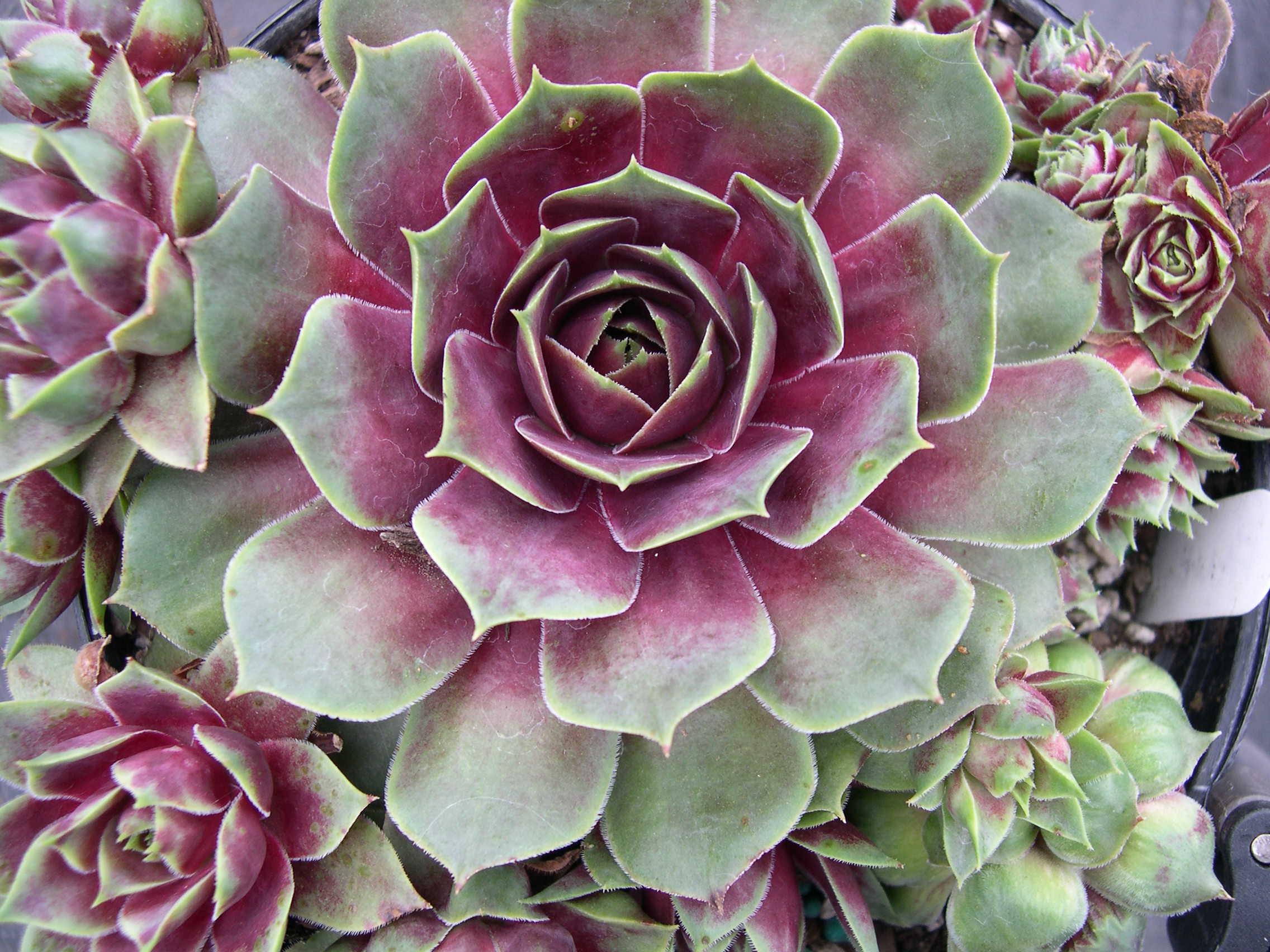 Sempervivum 'Fame' (1)