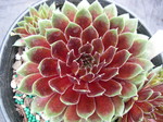 Sempervivums (F-M)