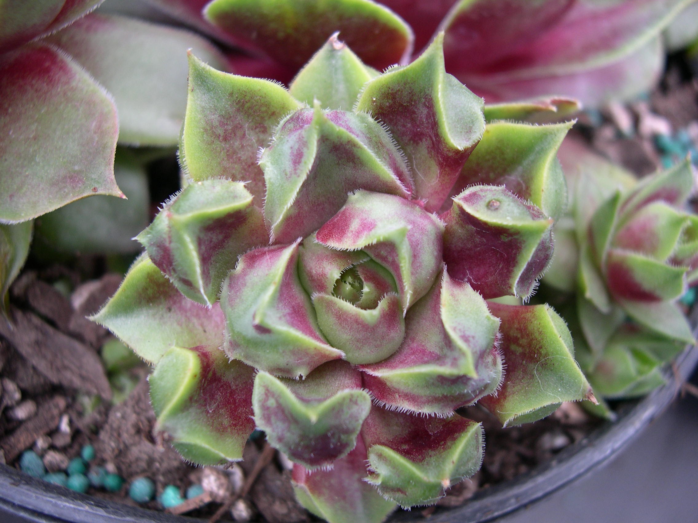 Sempervivum 'Fame' (2)