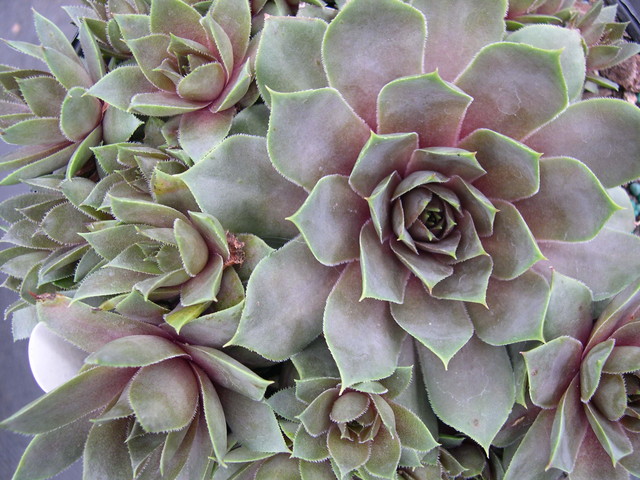 Sempervivum 'Fat Jack'