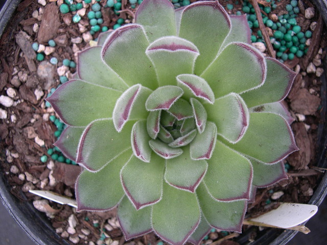 Sempervivum 'Fausmani'