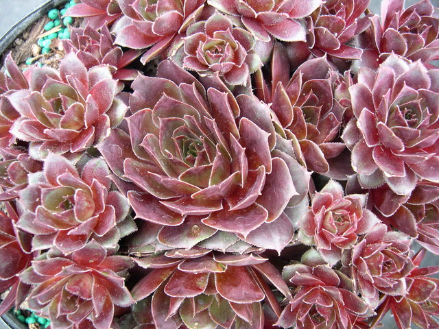 Sempervivum 'Firebird'