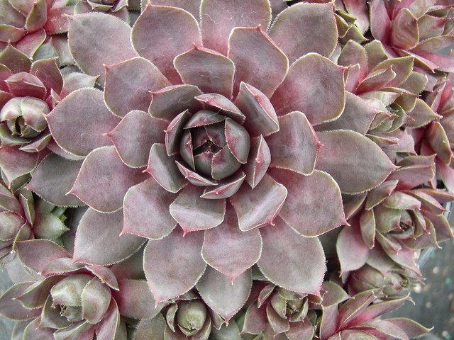 Sempervivum 'Flamingo'