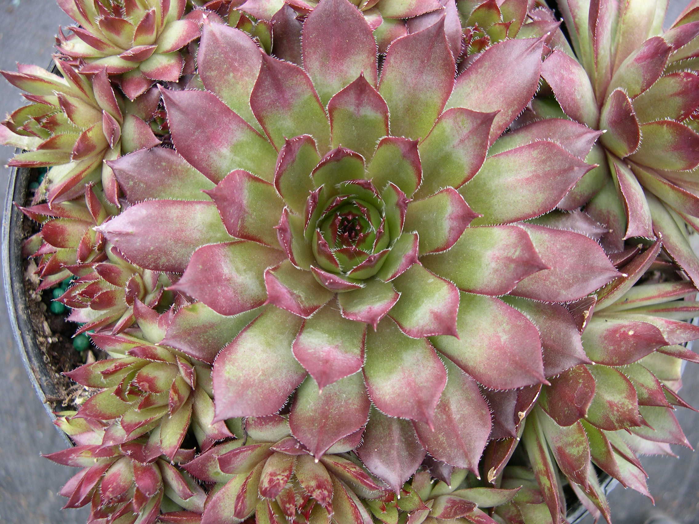 Sempervivum 'Flasher'