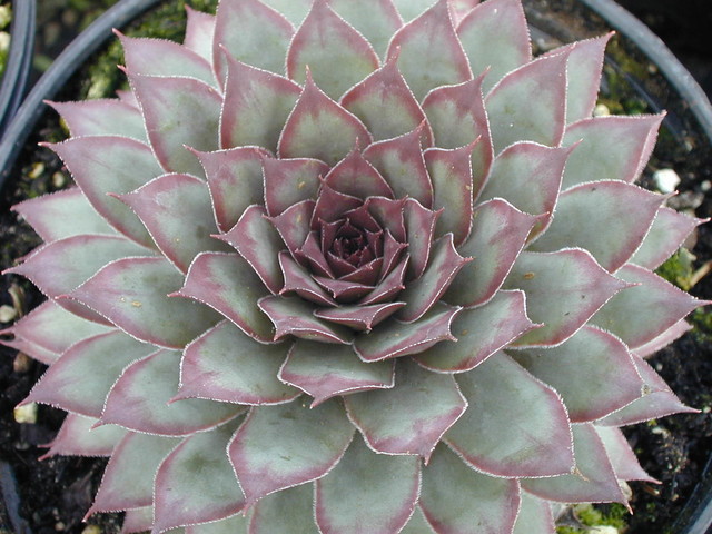 Sempervivum 'Frost & Flame'