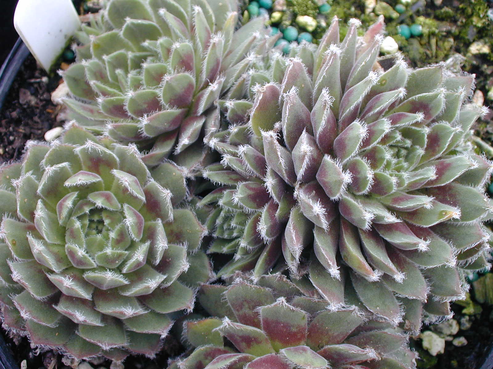 Sempervivum 'Frosty'