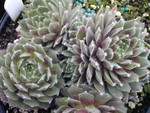 Sempervivum 'Frosty'