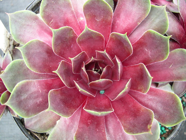 Sempervivum 'Fuego'