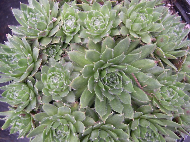 Sempervivum 'Fuzzy Wuzzy'