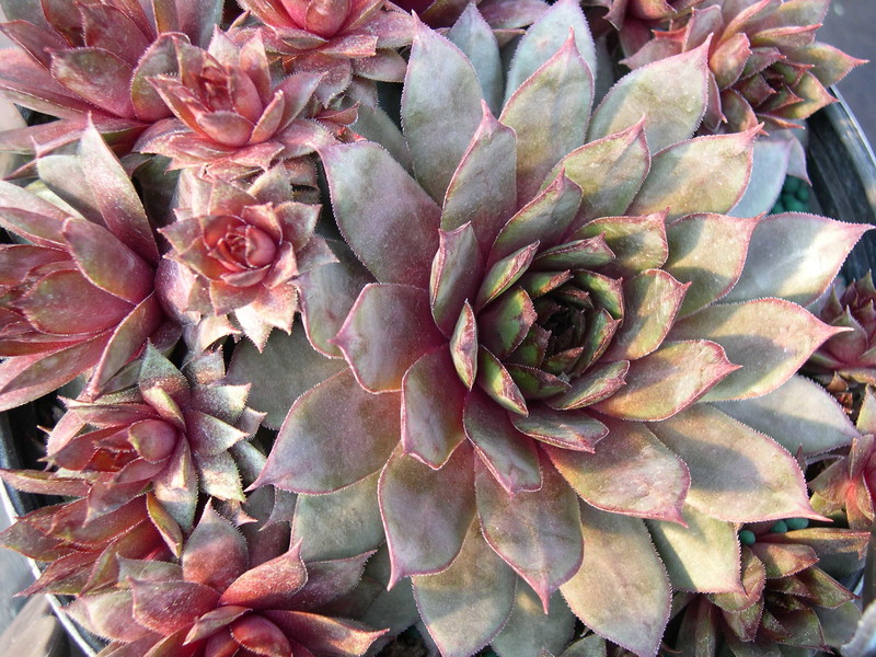 Sempervivum 'Galahad'